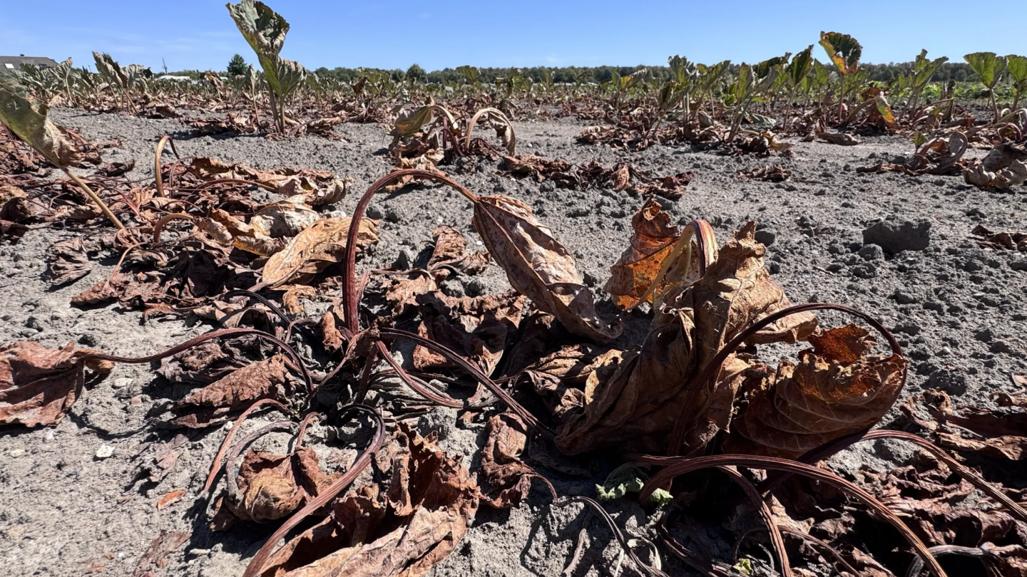A failed harvest in Germany. Photo: IO.