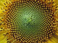 The beauty of math. Fibonacci&#039;s spiral, used in financial analysis, is often found in nature. Photo: Anna Benczur, CC BY-SA 4.0 via Wikimedia.