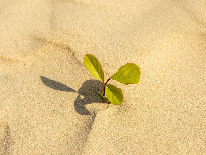 Resilience - Pexels - by TuongChopper