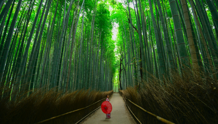 Japan, W.M. Stein/Unsplash