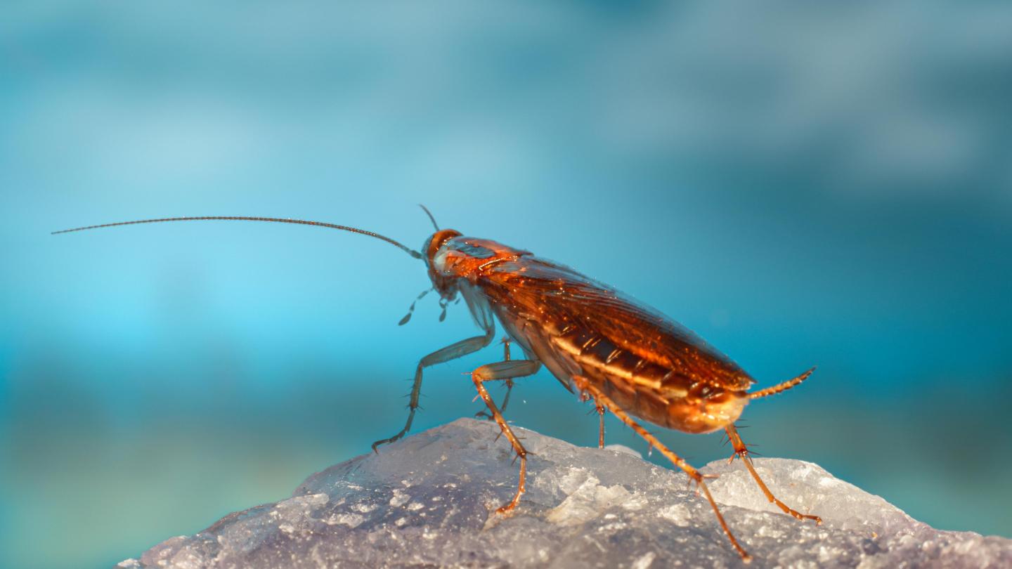 Jamie Dimon's ‘cockroach’ comment still resonates in private credit markets. Photo: Erik Karits via Pexels. Jamie Dimon's ‘cockroach’ comment still resonates in private credit markets. Photo: Erik Karits via Pexels.