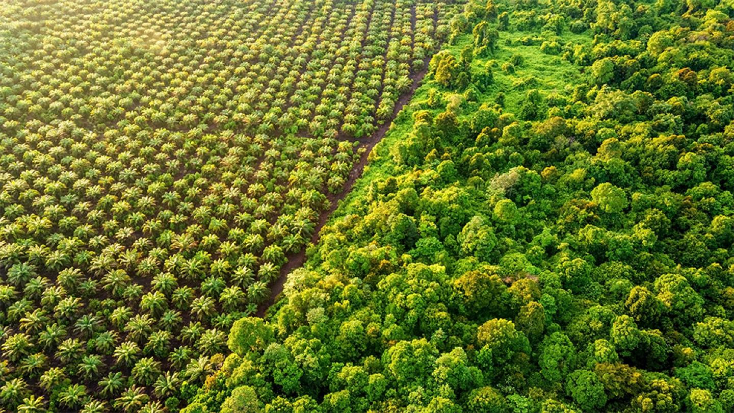 AXA IM expands its palm oil policy to protect ecosystems 