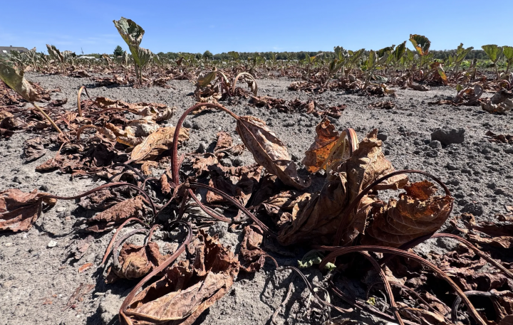 A failed harvest in Germany. Photo: IO.