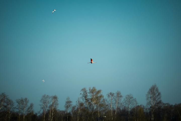 Vogels in de lucht