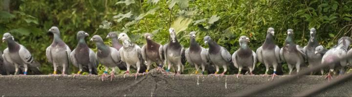 Pauline Bernfeld via Unsplash