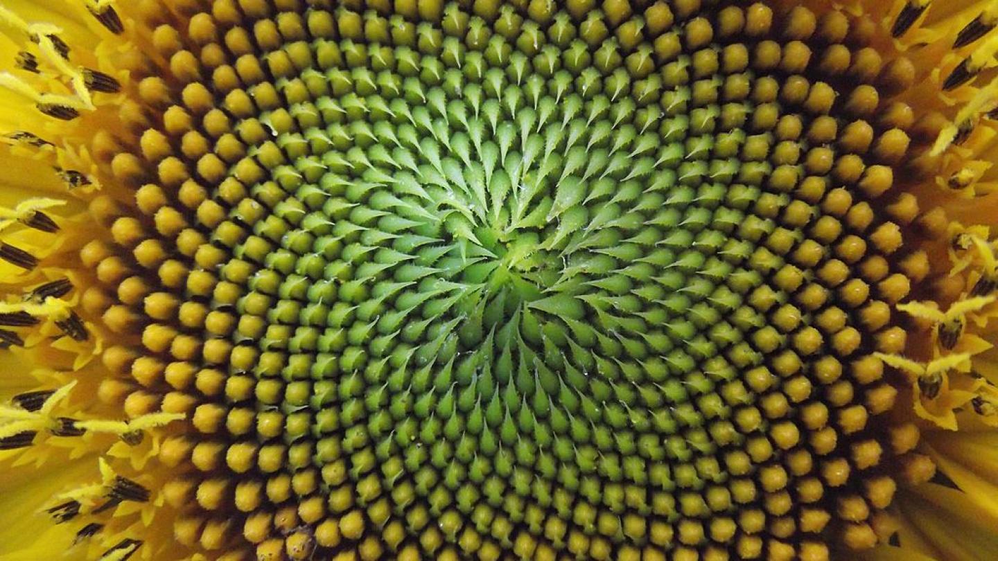 The beauty of math. Fibonacci's spiral, used in financial analysis, is often found in nature. Photo: Anna Benczur, CC BY-SA 4.0 via Wikimedia.