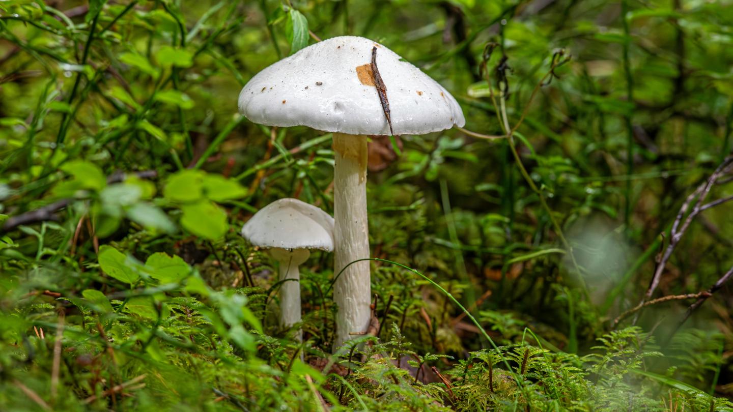 Small Big - Erik Karits - Pexels Small Big - Erik Karits - Pexels