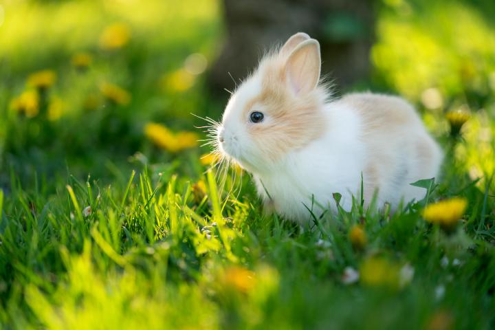 Baby rabbit on grass