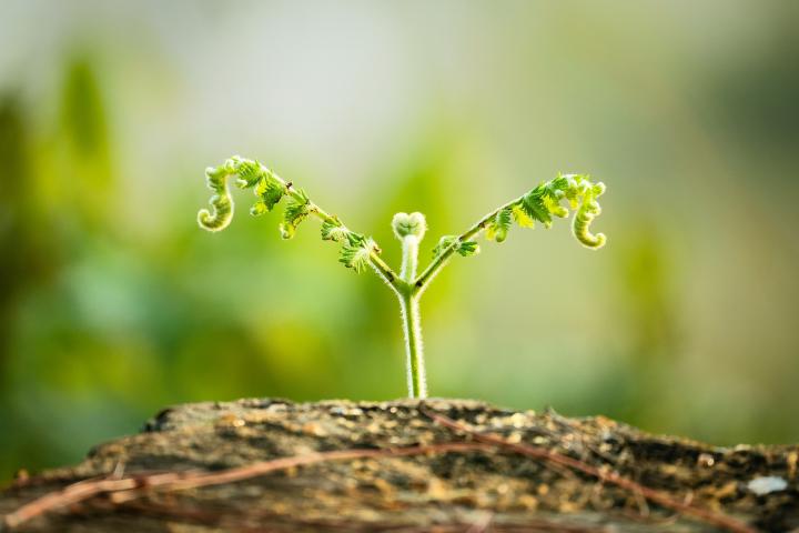 Afbeelding van Mạnh Nguyễn Hồng via Pixabay