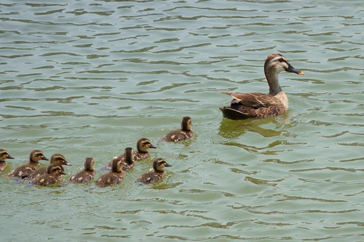 Eendjes