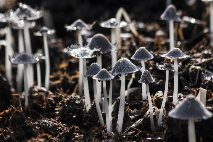 paddenstoelen uit de grond