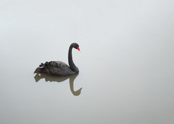 Black Swan