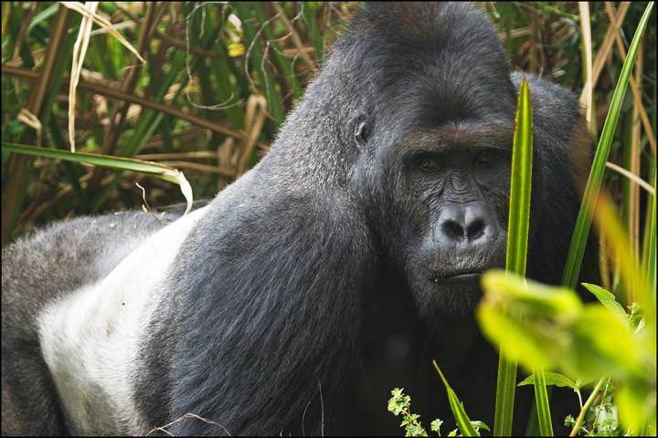 Gorilla. Foto: Joe McKenna/Wikimedia.