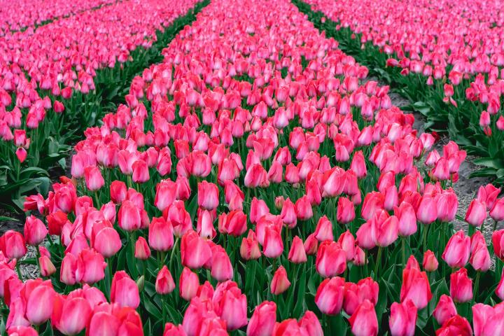 Pexels-Sonny Vermeer-flowers