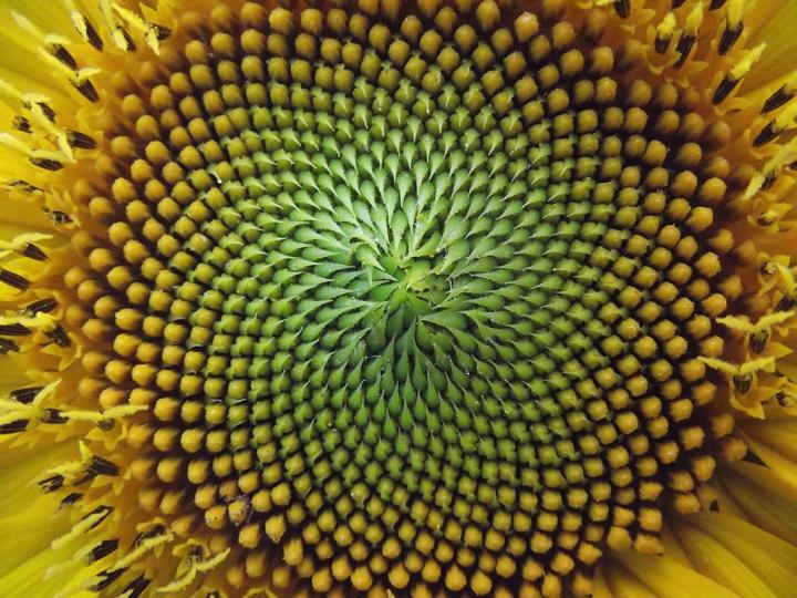 The beauty of math. Fibonacci's spiral, used in financial analysis, is often found in nature. Photo: Anna Benczur, CC BY-SA 4.0 via Wikimedia.