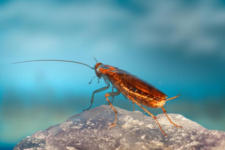 Jamie Dimon's ‘cockroach’ comment still resonates in private credit markets. Photo: Erik Karits via Pexels.