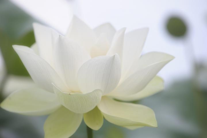 Witte bloem