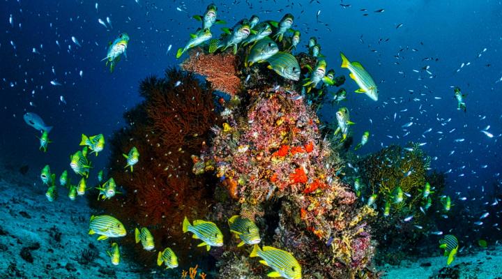 biodiversity