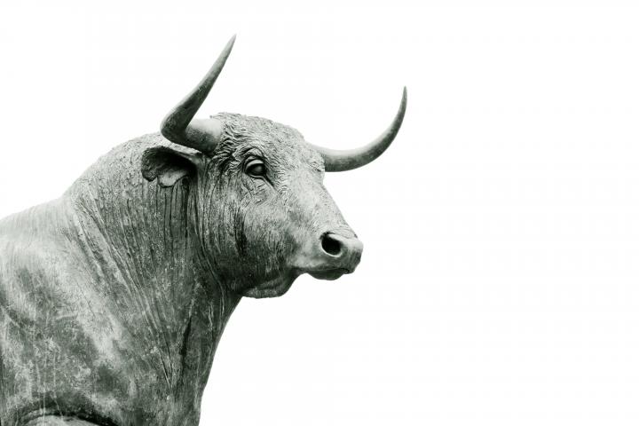 Stier
