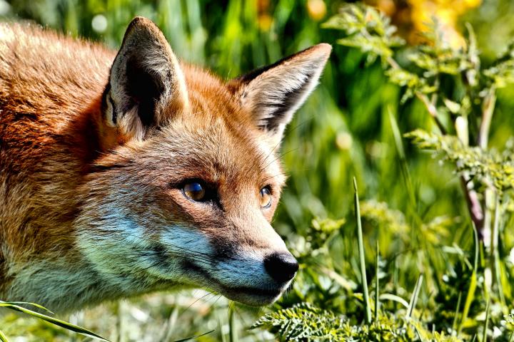 Fuchs pressed into action to solve compliance and IT problems