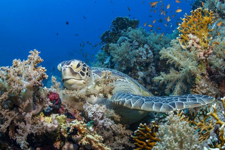 A red turtle in a Red Sea coral reef. Photo by Antje Schultner via Flickr.
