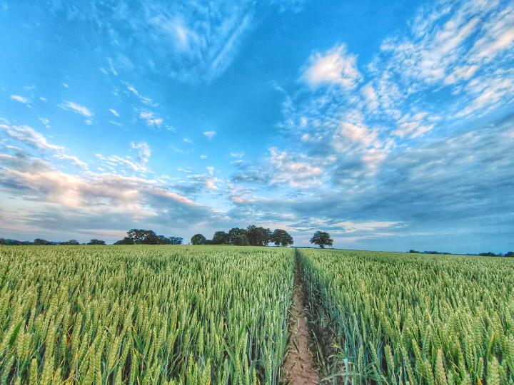 Wheat fields. Photo by Cattan2011 via Flickr CC-BY-2.0.