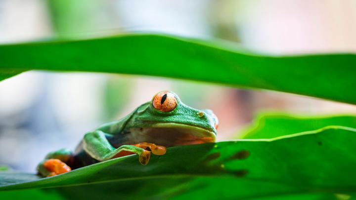 Why investors should integrate biodiversity into fixed income portfolios