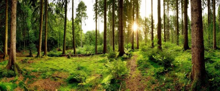 À travers la stratégie Nordea Global Climate and Environment, nous visons à évaluer les impacts des solutions climatiques sous-jacentes et à nous concentrer sur les entreprises qui ont un impact positif.