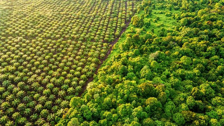 AXA IM expands its palm oil policy to protect ecosystems