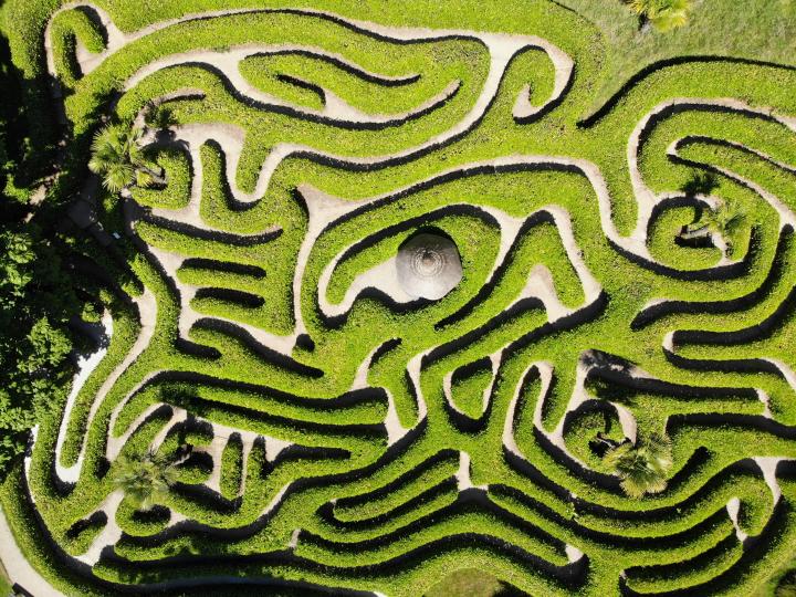 A green maze. Photo by Benjamin Elliott on Unsplash.