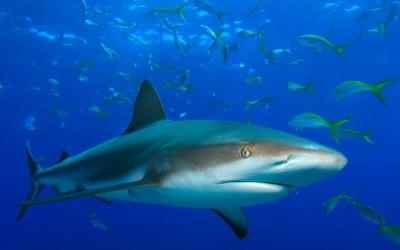 Sharks in the water