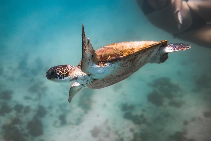 Biodiversity. Photo via Unsplash CC-BY-2.0.