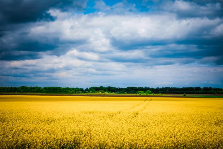 Ukraine oil seeds. Photo via Unsplash.